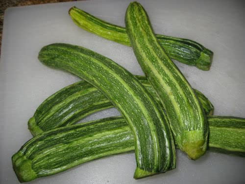 15 SEMI- ZUCCHINO Romanesco