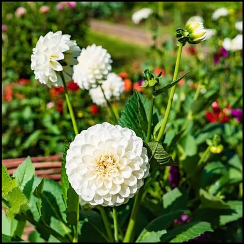 Dalia bulbi,a fioritura primaverile,bulbi da fiore resistenti,dalia fiore,splendide piante ornamentali per giardini e vasi,zinnia pianta,(senza semi, non artificiali,resistenti)-2bulbi-B