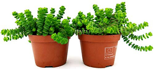 POWERS TO FLOWERS - CRASSULA HOTTENTOT, COLLANA DI GIADA, 2 PIANTE, vaso 11cm, piante vere