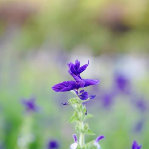 salbei mehrjährig winterhart - garten indoor seltene bodendecker stauden 1200samen