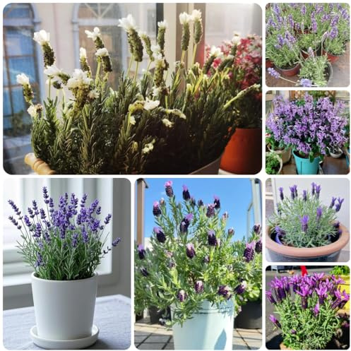 lavendelsamen - lavendel balkon küchenkräuter balkonpflanzen wildblumen zimmerbonsai winterharte kräutergarten 100pcs