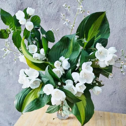 Naranjo silvestre, semillas de Philadelphus, resistentes jardineros arbustos con resistentes variedades antiguas arbustos del jardín extraño 85pcs
