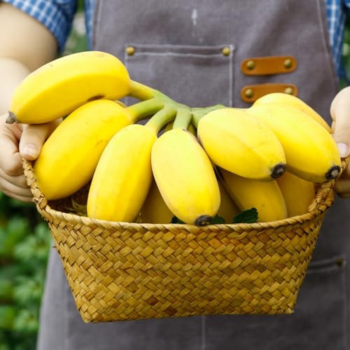 banano - banane siepi, arbusti, decorazioni per il soggiorno semi di banana rari colonnari Coltivare ver appartamento 100semi