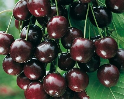 Sunburst, selbstfruchtbare Süßkirsche, Buschbaum (kleinbleibend), 120-140cm, im Topf