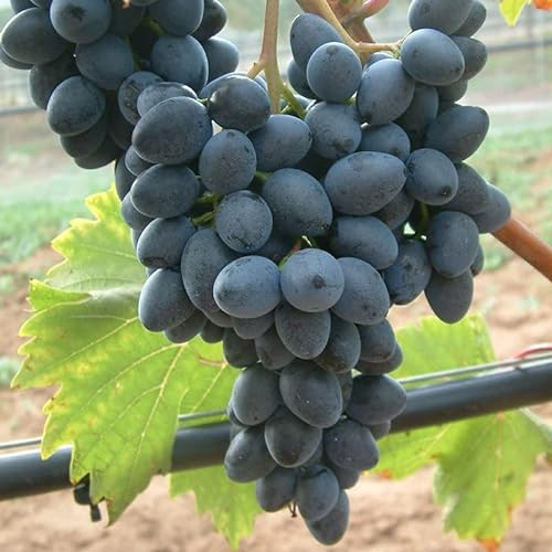 Tafeltraube 'Georg®' blau - Traubenrebe für den Garten - 1 Traubenpflanze von Pflanzen-Kölle im 3 Liter Topf - Vitis vinifera Georg