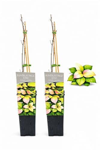 POWERS TO FLOWERS - KIWI BUNTBLATTRIGER, IDEALE PER PERGOLE, 2 PIANTE, piante vere