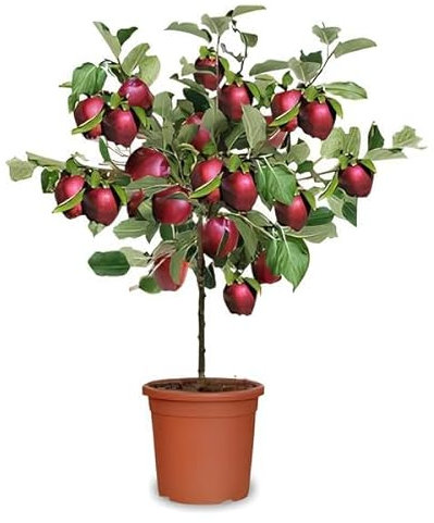 Pianta di Melo Nano - Mela - Varietà Annurca