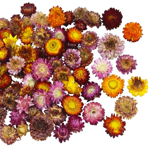 CEWUDA 60 Stück Strohblumen Getrocknet Blumenköpfe Naturgerbera Echte Sonnenblumen Chrysanthemen Trockenblumenarrangements für Hochzeits Heimpartydekoration Bastelarbeiten