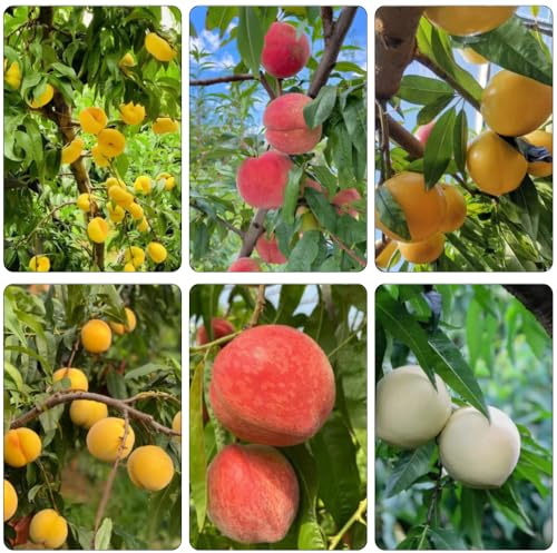 pfirsichbaum bonsai topf gartenpflanze säulenobstbäume grünpflanzen blumengarten bonsaibaum dekopflanzen obstpflanzen balkongewächshäuser baumsamen zimmerpflanzen pflanztöpfe 7samen