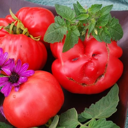Plant World Seeds - Tomato Mortgage Lifter Pink Seeds (Tomato Seeds)