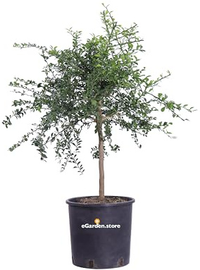 pianta di limone caviale frutto verde albero nano di limone caviale frutto verde pianta nana 4 anni di età pianta vera venduta da eGarden.store