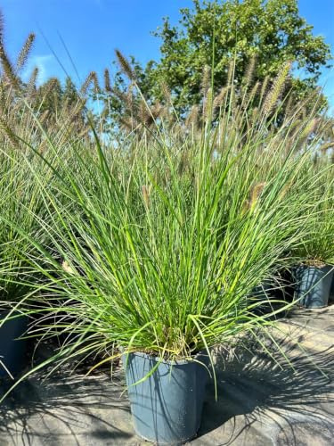 Lampenputzergras Pennisetum alopecuroides Hameln Ziergras winterhart | Sonnig bis halbschattig, dekorative Blütenähren, ideal für Garten, Terrasse und Balkon, robust und schnittverträglich