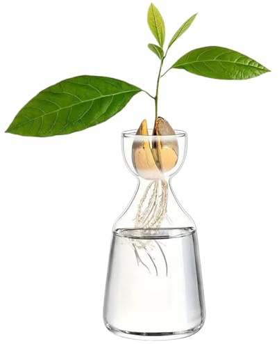Werwing Vase d'avocat – Pot de fleurs moderne en verre pour germination des graines, décoration d'intérieur, terrarium – Récipient de culture d'eau borosilicate