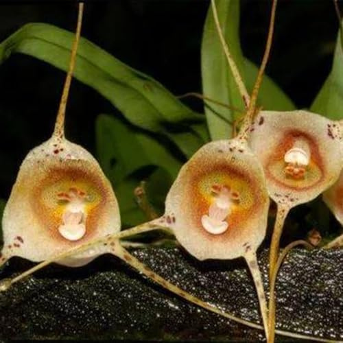 semi di orchidea scimmia orchidee to perenni, decorazione autunnale di orchidea faccia di scimmia per luoghi soleggiati, tappezzante 125pcs