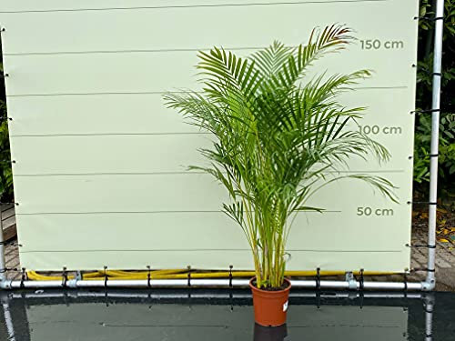 Tropictrees - ARECA PALME- GOLD PALME 150 CM