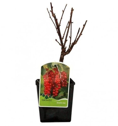 Frutal Natural de Grosella Roja Llena tu Huerto con Esta Planta de Fácil Cultivo
