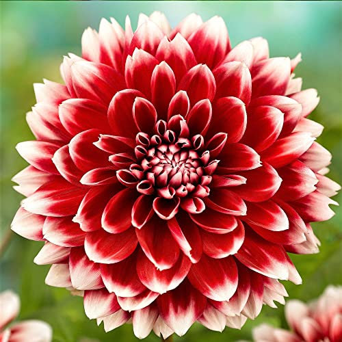1 x Dahlia Fubuki Red & White - Xtra Large Perennial Bulbs - A Positive & Radiant Large Bloom - for Your Beautiful Garden