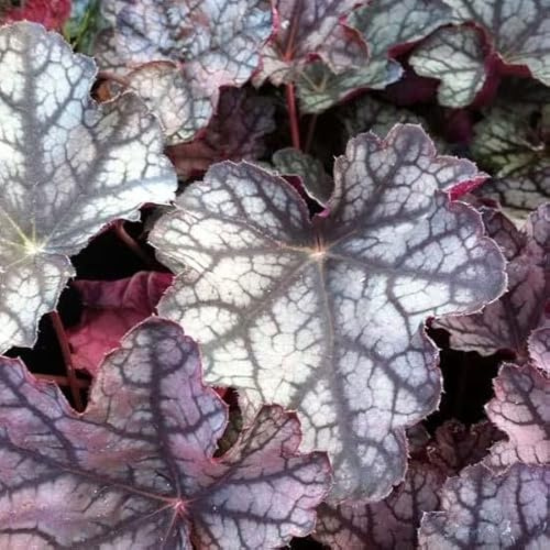 6x Heuchera 'Pewter Moon' – Vaso 9x9 cm – pianta ornamentale foglia viola argento giardino
