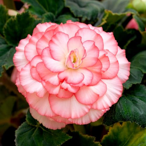 Carbeth Plants - 10 x Begonia Picotee Red White Summer Tubers - Ruffle Petaled Long Flowering Season Perennial Bulb Corms - Low Maintenance Pollinator Friendly - Grow in Beds, Borders and Patio Pots