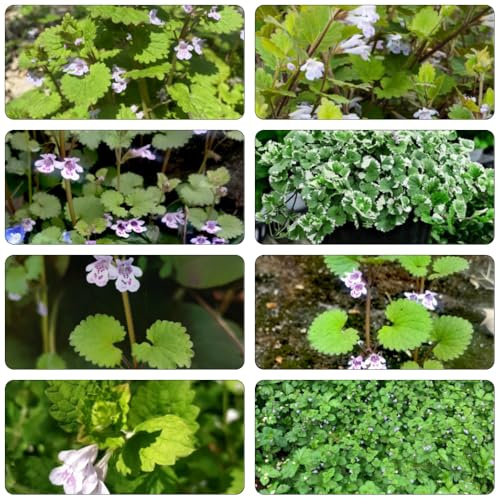 hiedra terrestre semillas de jardín decoración de jardín semillas silvestres interior silvestres balcón primavera perennes 100pcs