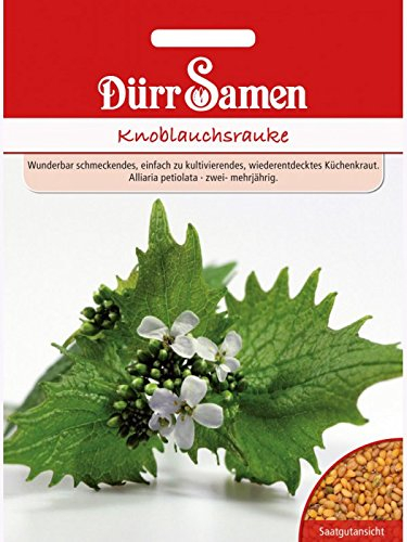 Dürr-Samen - Knoblauchrauke Saatgut