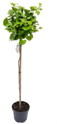 Ginkgo biloba Mariken - Stämmchen, Kugel-Ginkgo, Höhe: 150-160 cm