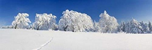 Posterazzi PPI137959L Snow covered Common Beech (Fagus Silvatica) trees Schauinsland Black Forest Baden-Wurttemberg Germany Poster Print, 36 x 12