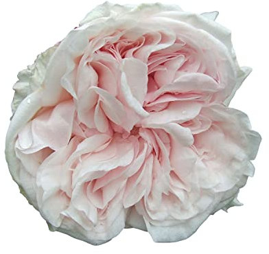 Clg Souvenir de la Malmaison, rosaio viva Rose Barni®, rosa rampicante antica rifiorente in autunno, in vaso con fiori grandi di color bianco crema sfumati rosa chiaro, cod 14020.