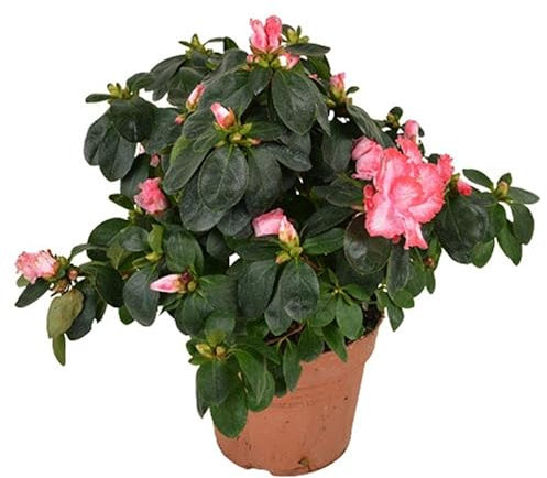 Azalea Natural Planta para el Exterior o el Exterior del Hogar