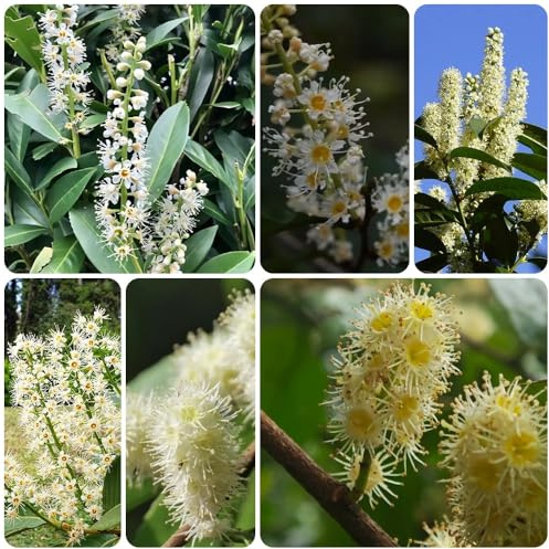 Semi di alloro ciliegio, da giardino resistenti perenni Prunus laurocerasus, arbusti sempreverdi 20pcs