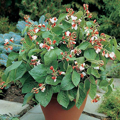 Runner Bean Dwarf Seeds 'Hestia' Half-Hardy Annual Vegetable Garden Plants Easy to Grow Your Own 'Hestia' 1 Packet of 30 Seeds by Thompson and Morgan
