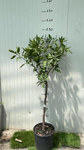 Vivaio Garden Forest Pianta di Mandarino Satsuma Miyagawa Vaso 24 cm