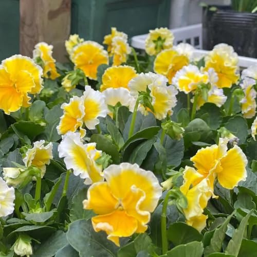 Semi di viola cornuta resistenti, decorazione del giardino per esterno Viola cornuta, resistenti di giardino, 180pcs