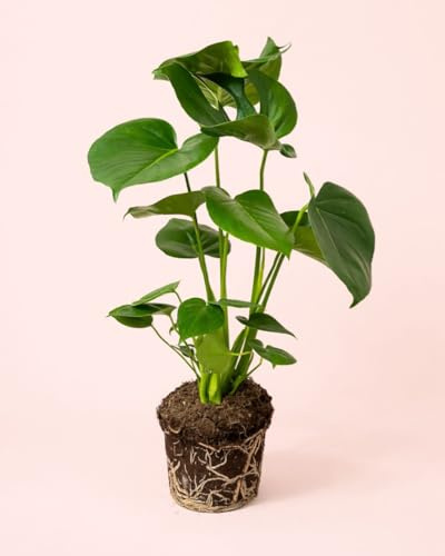 PUR PLANT Monstera Deliciosa | Costilla de Adán Natural | Planta Tropical de Interior Decorativa | Maceta de Ø17 cm