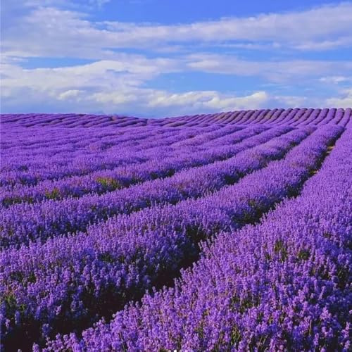 Semillas de lavanda - de primavera mariposa orgánica semillas jardín raras balcón silvestres en decoración 100pcs