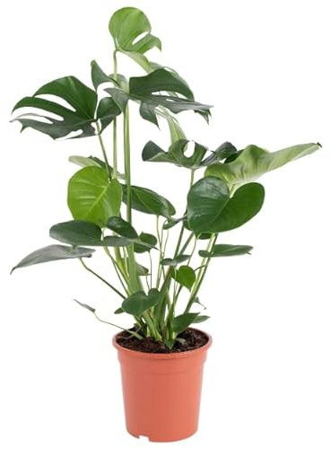 Monstera Deliciosa Natural La Planta de Exterior que Destaca