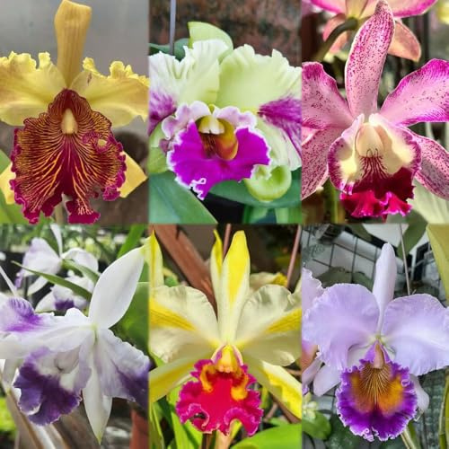 Semillas de orquídeas Cattleya prado semillas maceta interior balcón resistentes verano de balcón para el invierno 70pcs