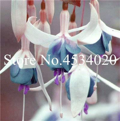 Seeds. 50 pieces multicolored petals fuchsia bonsai in garden flower vase Plants wallpapers fuchsia indoor plants decor bonsai: 10 : Seeds Only