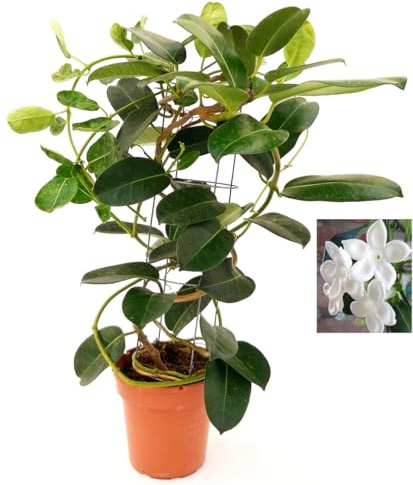GELSOMINO STEPHANOTIS FLORIBUNDA, ALTEZZA 35CM, IDEALE PER GIARDINI, pianta vera