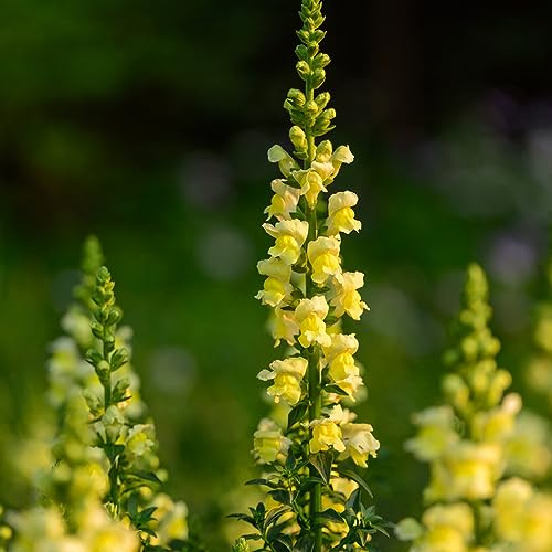 delphinium semi biologici balcone primavera giardino vaso per semi di estivi tetti verdi selvatici balcone 25pcs