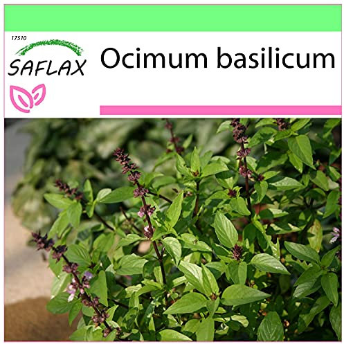 SAFLAX - Basilico tailandese - 200 semi - Ocimum basilicum