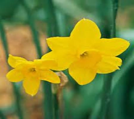 100 pièces de graines de fleurs de jonquille
