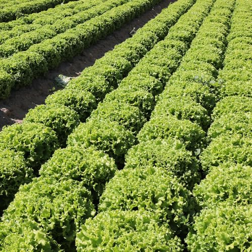 Lettuce Salad Bowl Organic Seeds – Organically Grown Seed – Tender, Tasty & Easy Leaves – for Your Beautiful Kitchen Garden
