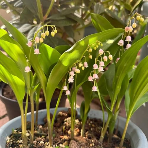 bulbos de lirio de los valles, perenne resistente, para el jardín de primavera jardín de rocas 10pcs