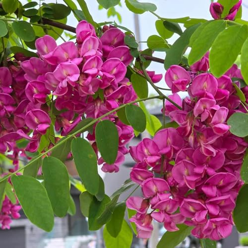 schnurbaum sophora japonica - gartenblumen winterhart blühend zimmerpflanzen deko gartenblumen 100samen
