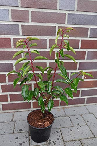 15st. Portugiesischer Kirschlorbeer 60-80cm XXL Buschig im Topf Kirschlorbeer Prunus lusitanica 'Angustifolia' Lorbeer Gartenhecke Sichtschutz