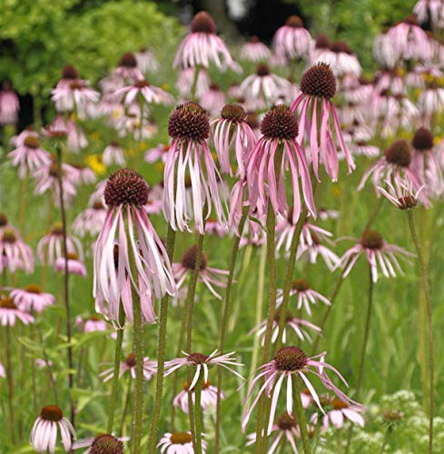 Bleicher Sonnenhut - Echinacea pallida - lebende Gartenpflanze aus den Baumschulen