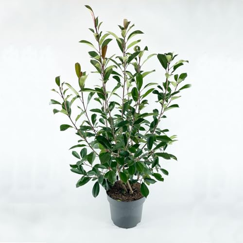 Photinia fraseri 'Red Robin' von Intragarten, Glanzmispel 80-100cm im Topf gewachsen