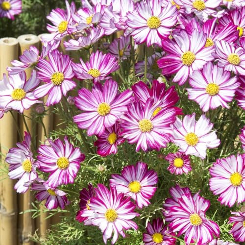 Cosmos Dwarf Purple Picotee Seeds - Fleuroselect Award Winner - Stunning Pink/Purple Blooms - Versatile for Garden and Cut Flower Arrangements - 1x Seed Packet by Thompson & Morgan