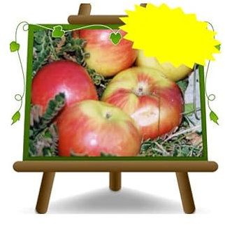 EURO PLANTS VIVAI Pommier  Cipolla oignon plante fruitière anciens en pot de 20 cm hauteur 150-170 cm - Âge 2 ans